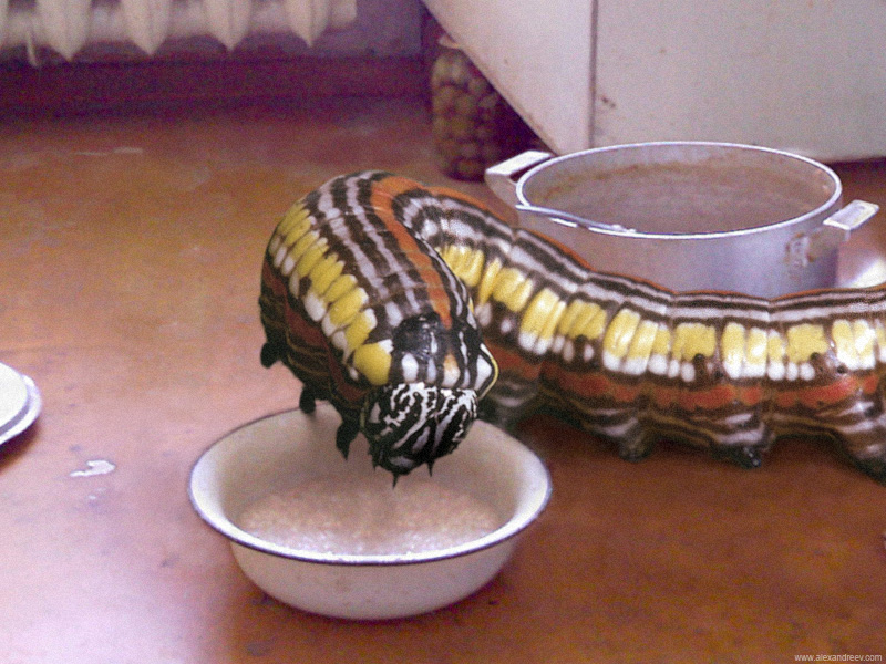 800x600, 215 Kb / pet