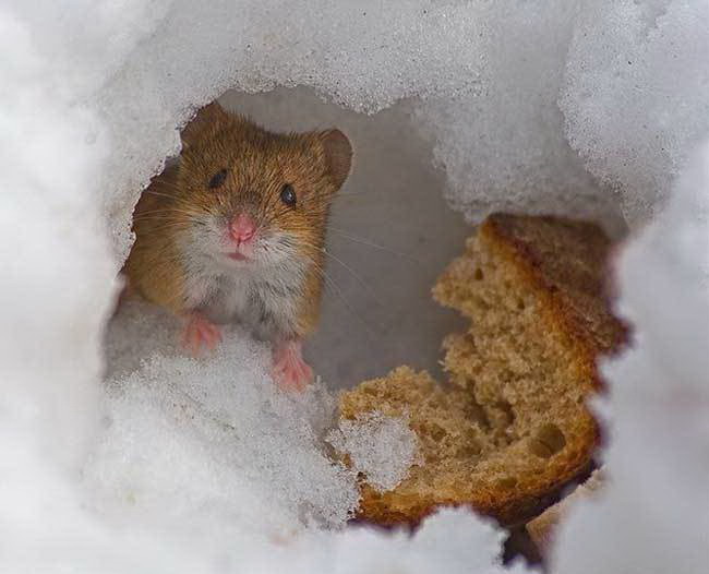 650x526, 51 Kb / снег, мышь