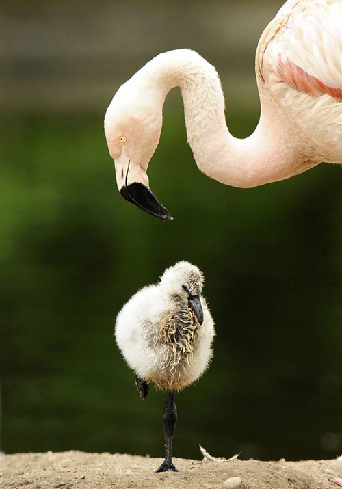 500x715, 102 Kb / фламинго, птенец, птицы