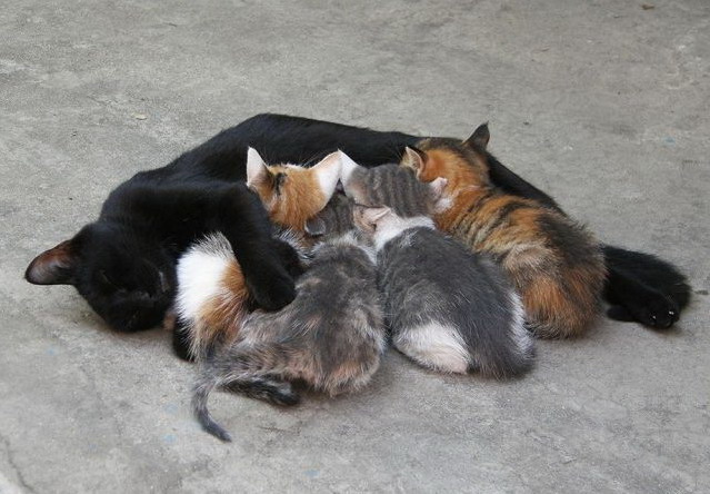 639x444, 94 Kb / котята, кошка