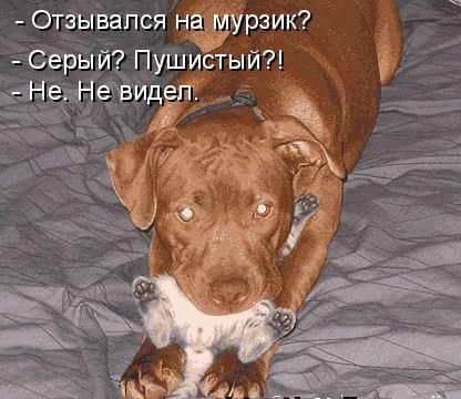 416x360, 21 Kb / собака, кошка