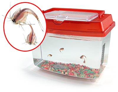 400x312, 20 Kb / Триопсы, аквариум