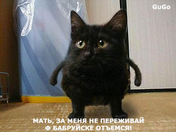 350x263, 22 Kb / кот, котенок, черный, лапы, фотожаба