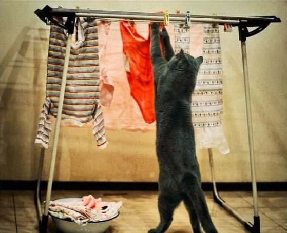 559x454, 65 Kb / кот, бельё, стирка