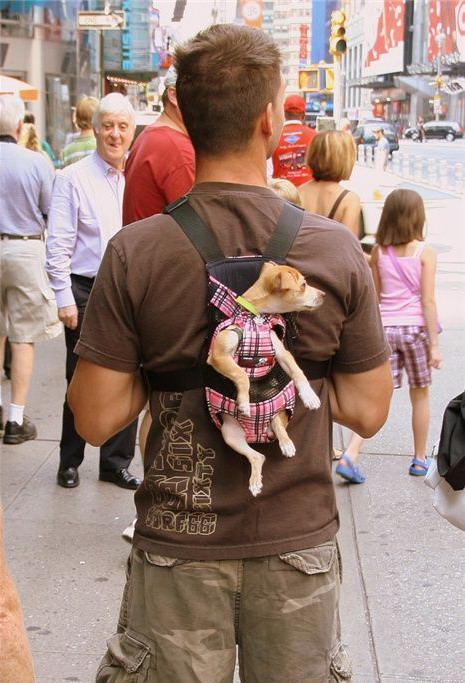 465x683, 107 Kb / пес, мужик, рюкзак