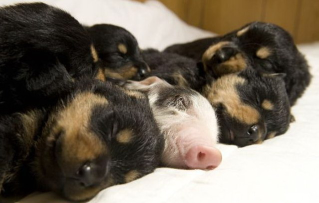 639x406, 53 Kb / щенки, поросенок