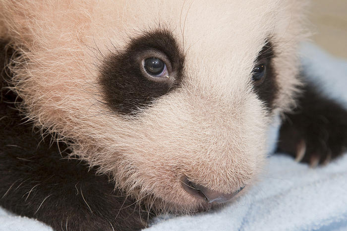 700x466, 64 Kb / панда, глаза