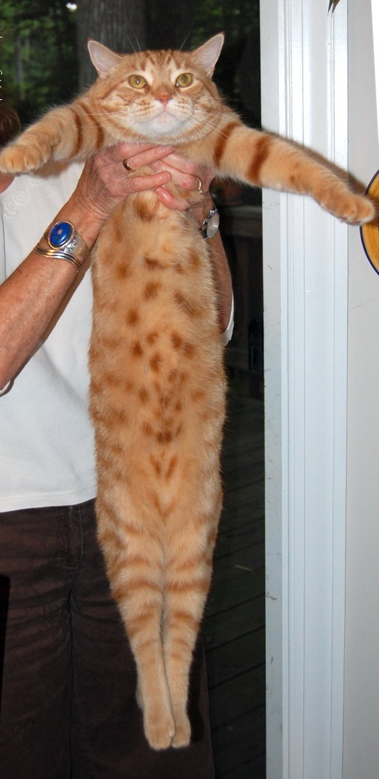 546x1122, 136 Kb / ракета, кот