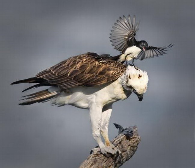 649x559, 56 Kb / птицы