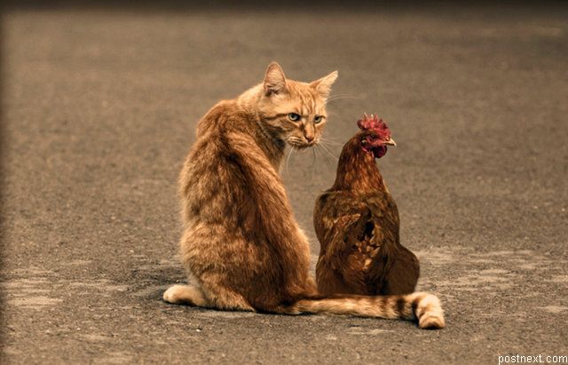 640x411, 65 Kb / кот, курица