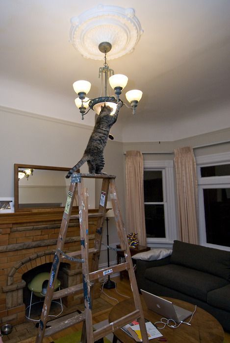 469x700, 48 Kb / люстра, лестница, камин, зеркало, ремонт, лепнина, кот