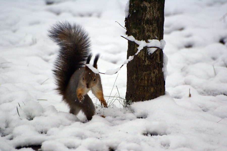 900x602, 203 Kb / белка, снег, подарок