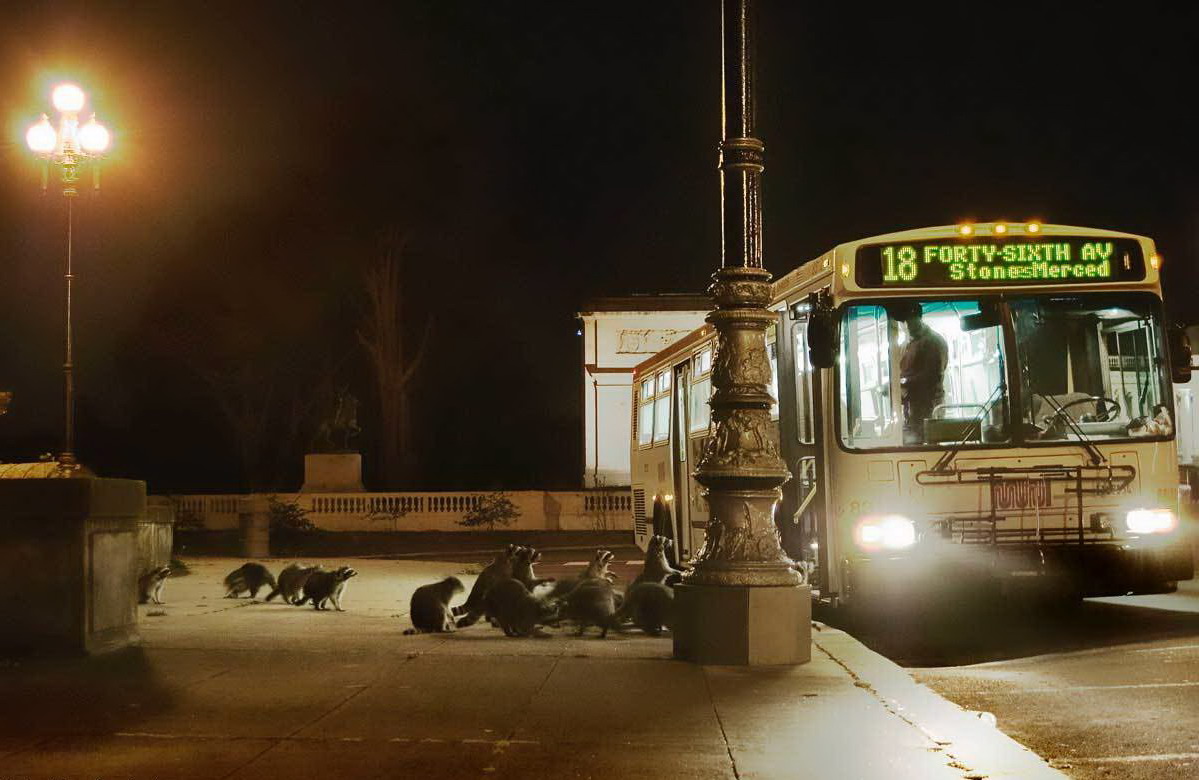 1199x780, 161 Kb / ночь, автобус, остановка, еноты