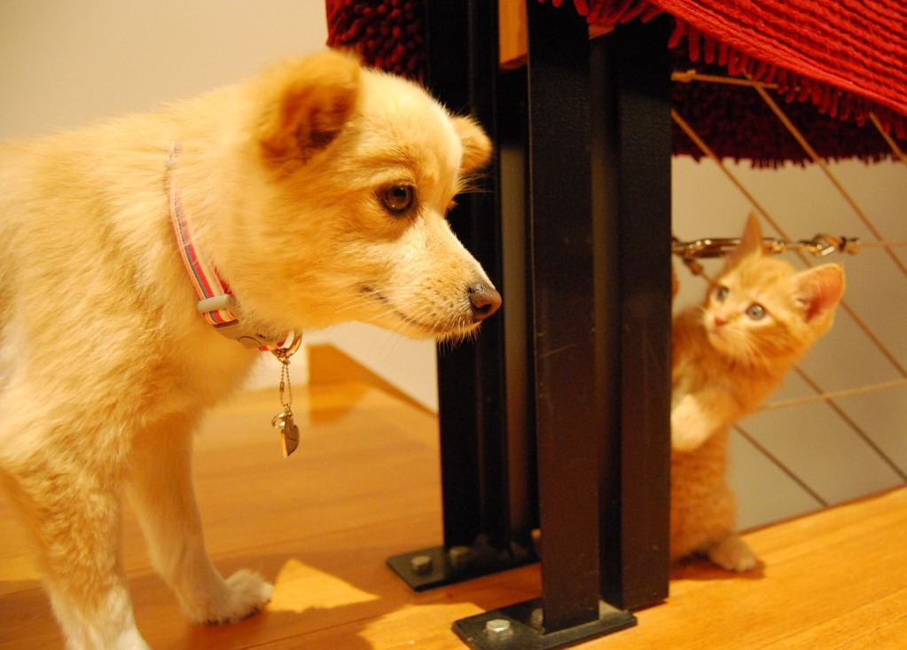 1023x733, 156 Kb / собака, котенок