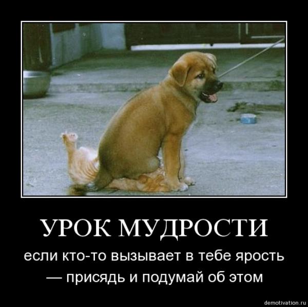 600x597, 41 Kb / собака, кошка, демотиватор