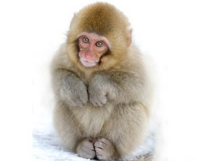 639x517, 45 Kb / обезьяна