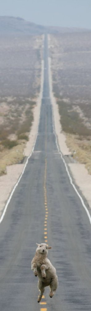 295x1004, 45 Kb / козел, дорога