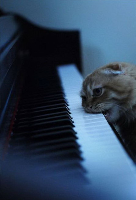 445x654, 42 Kb / кот, фортепьяно, пианино, фортепиано