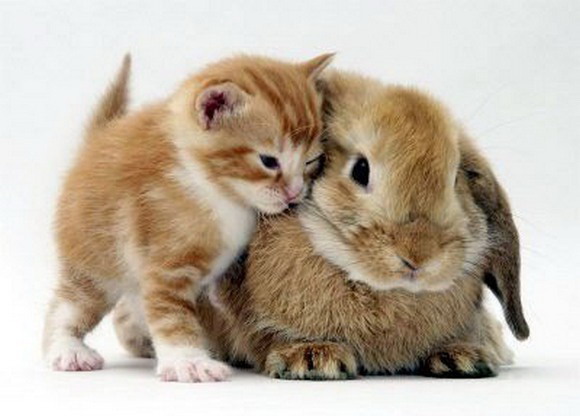 580x416, 52 Kb / кот, кролик