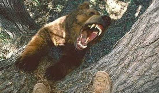 550x322, 64 Kb / медведь