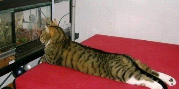 600x300, 38 Kb / кот, аквариум