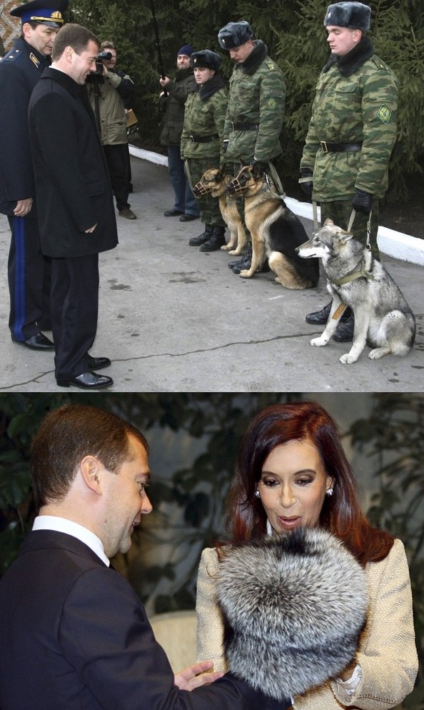 594x994, 167 Kb / медведев, шапка, собаки