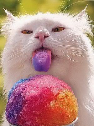 300x403, 38 Kb / кот, мороженое