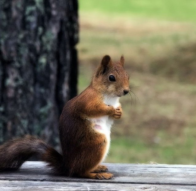 639x624, 91 Kb / белка