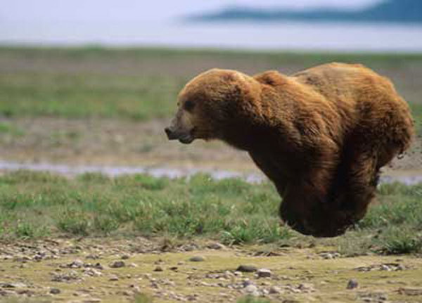 600x431, 50 Kb / медведь