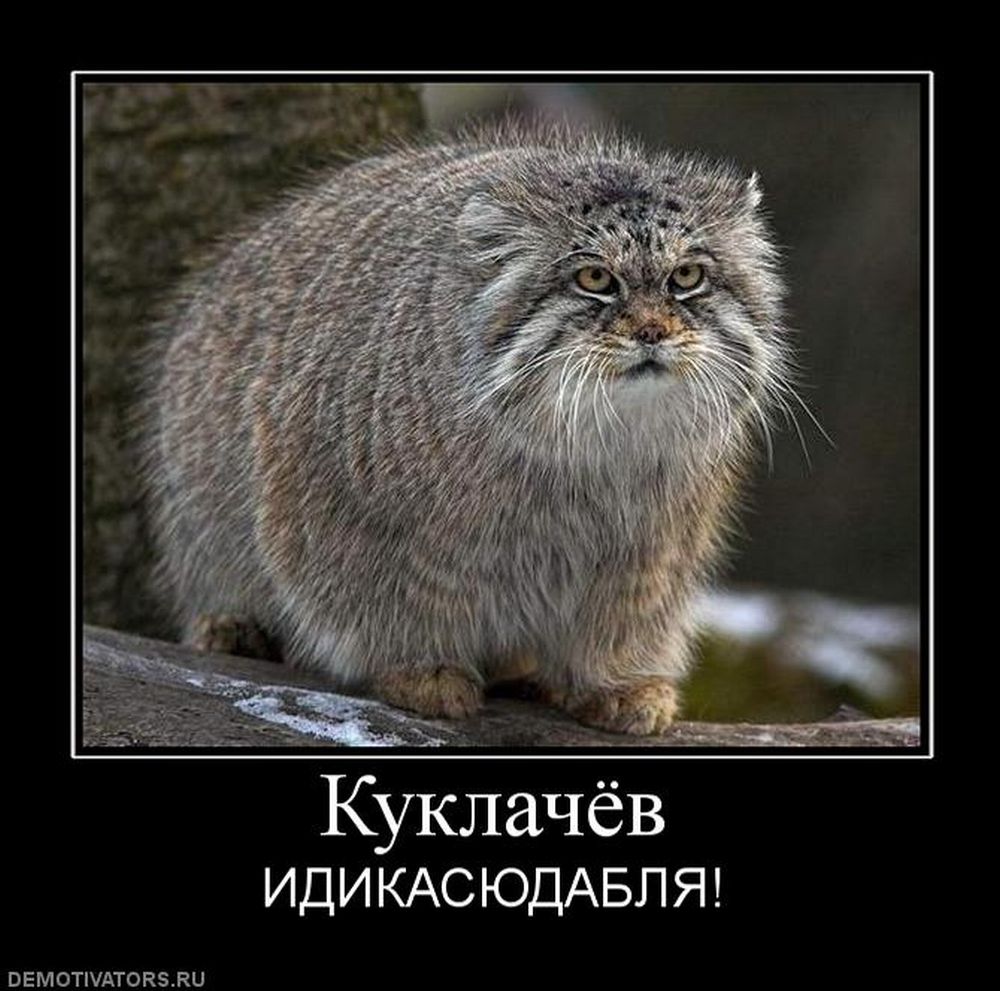 1000x991, 124 Kb / манул, куклачев