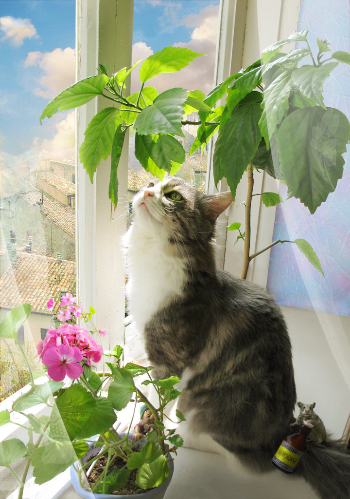 720x1024, 290 Kb / кот, мышь, валерьянка