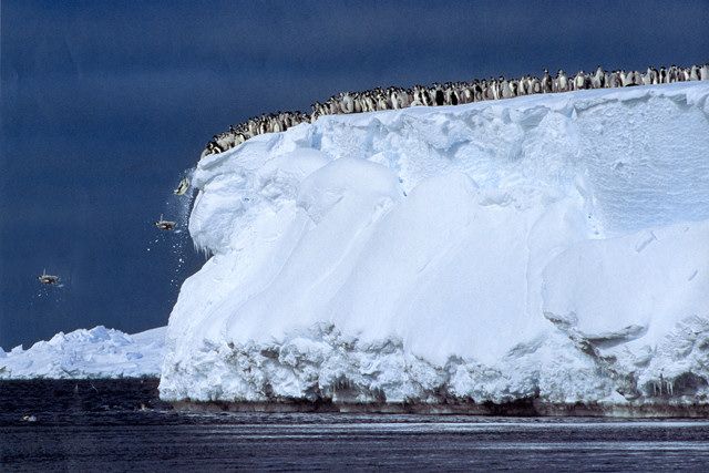 640x427, 54 Kb / айсберг, пингвины