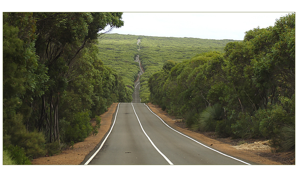 998x592, 245 Kb / лес, дорога