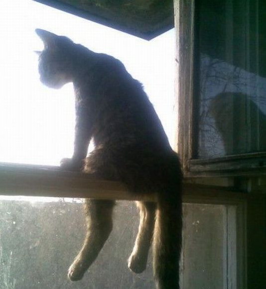 534x581, 57 Kb / окно, форточка, кот