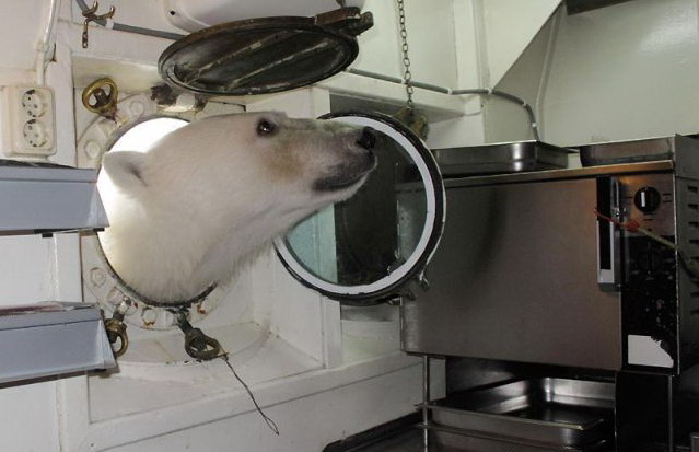 639x413, 61 Kb / белый медведь