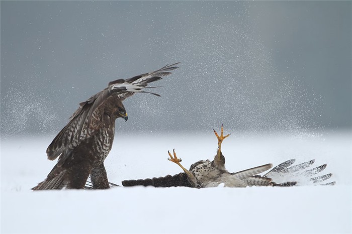 700x466, 60 Kb / орёл, лапы, снег