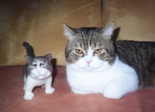 639x462, 67 Kb / кот, котенок