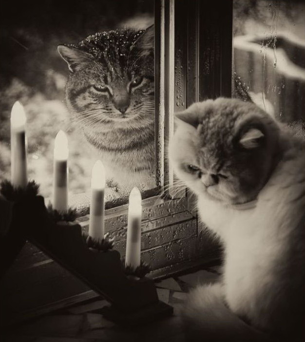 626x702, 86 Kb / романтика, любовь, коты