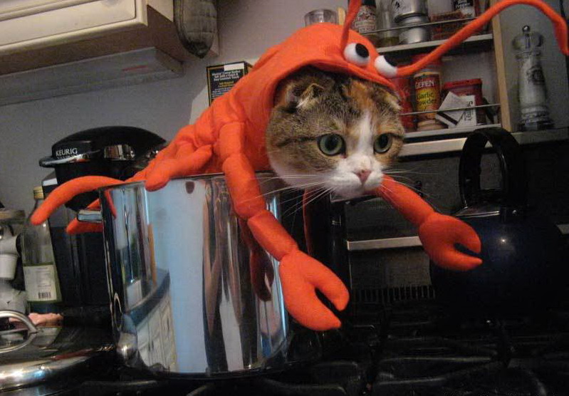 799x556, 112 Kb / кот, кастрюля, креветка