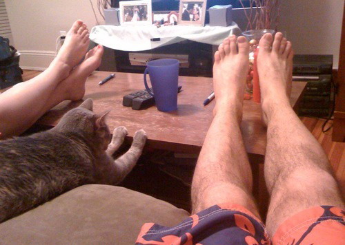 500x356, 59 Kb / кот, ноги