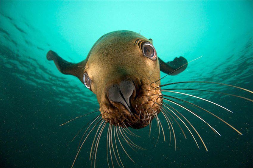 850x564, 81 Kb / тюлень