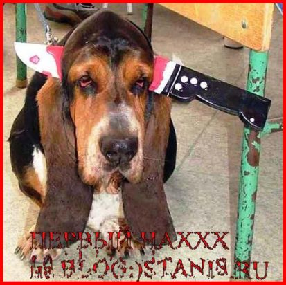 413x412, 53 Kb / бассет, собака, нож