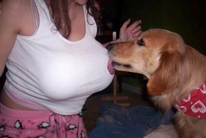 699x470, 70 Kb / собака, сиськи