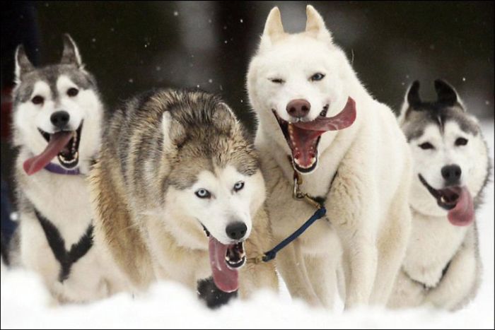 700x467, 46 Kb / собаки, лайки