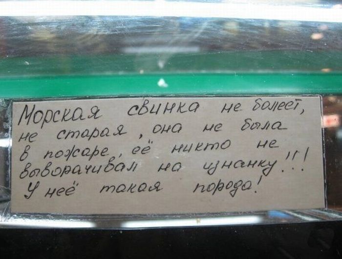 700x529, 58 Kb / морская свинка