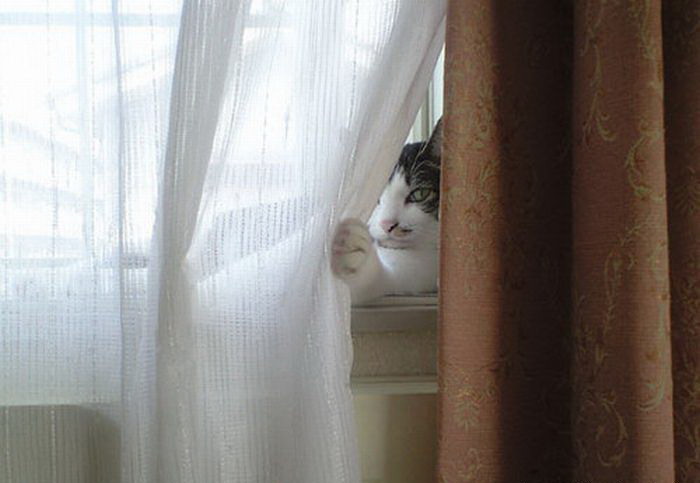 700x483, 52 Kb / кот, занавеска