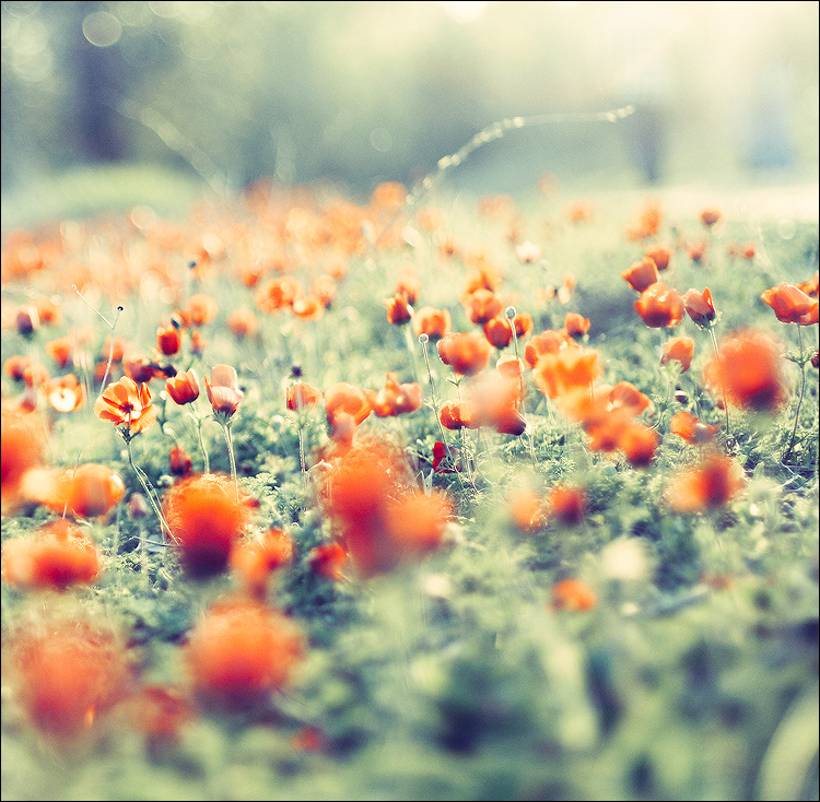 750x734, 289 Kb / цветы, маки, поле