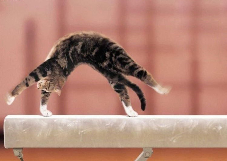 750x532, 57 Kb / кот, бревно