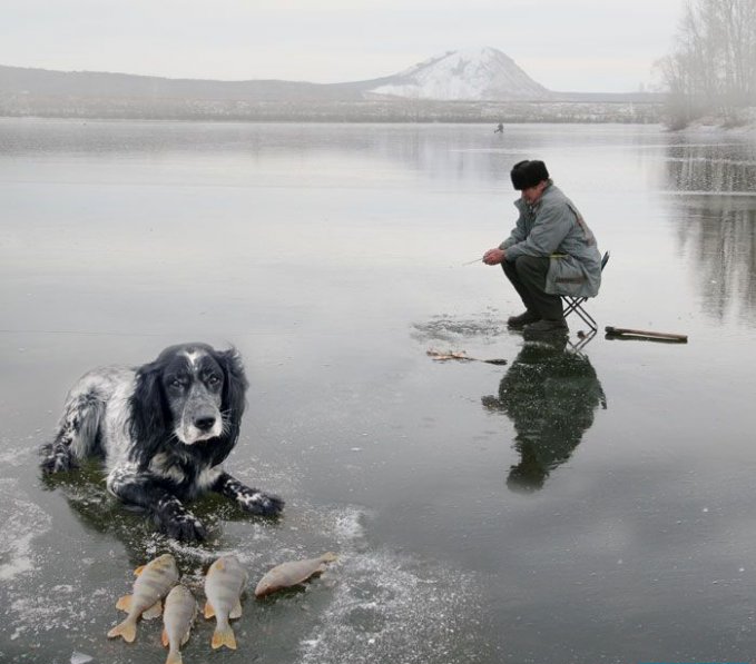 679x597, 58 Kb / лед, рыбалка, собака ,рыба
