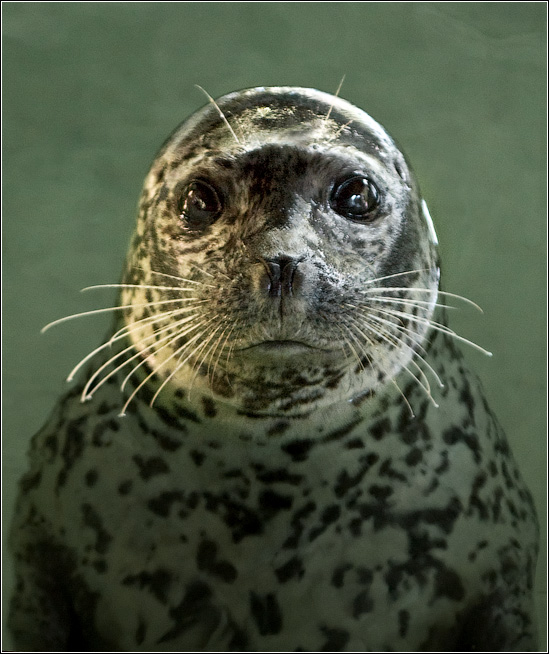 549x654, 159 Kb / тюлень, анфас